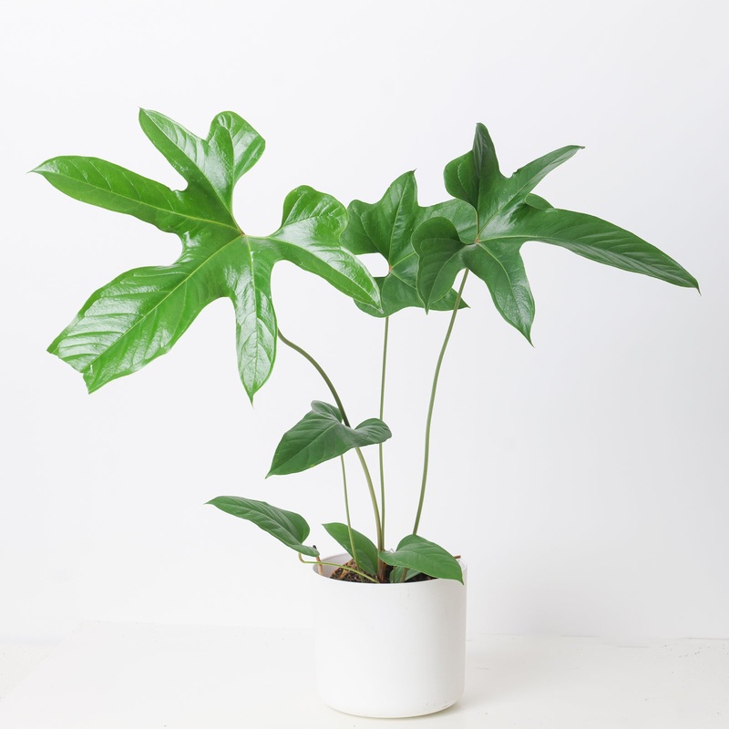 Anthurium pedatum|17cm