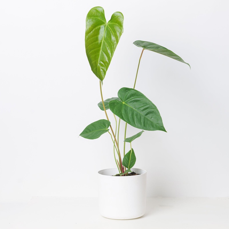 Anthurium recavum|17cm|9cm