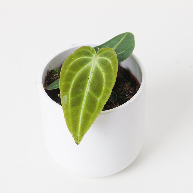 Anthurium regale x nigrolaminum ‘Gigi’