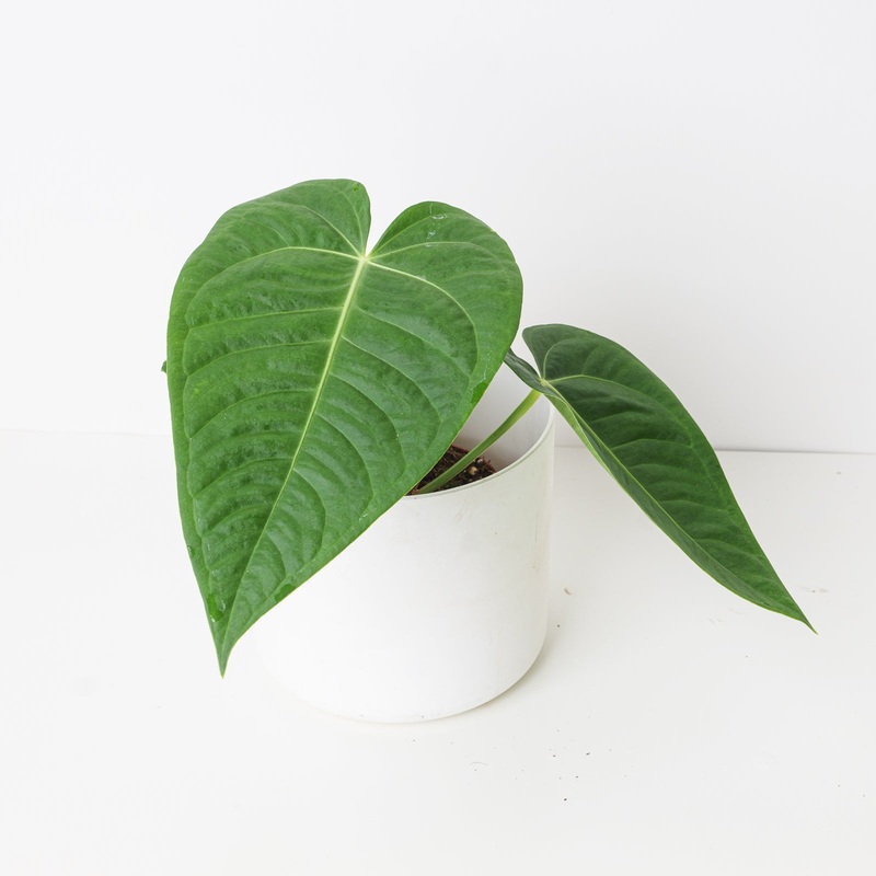 Anthurium Villenaorum x Veitchii