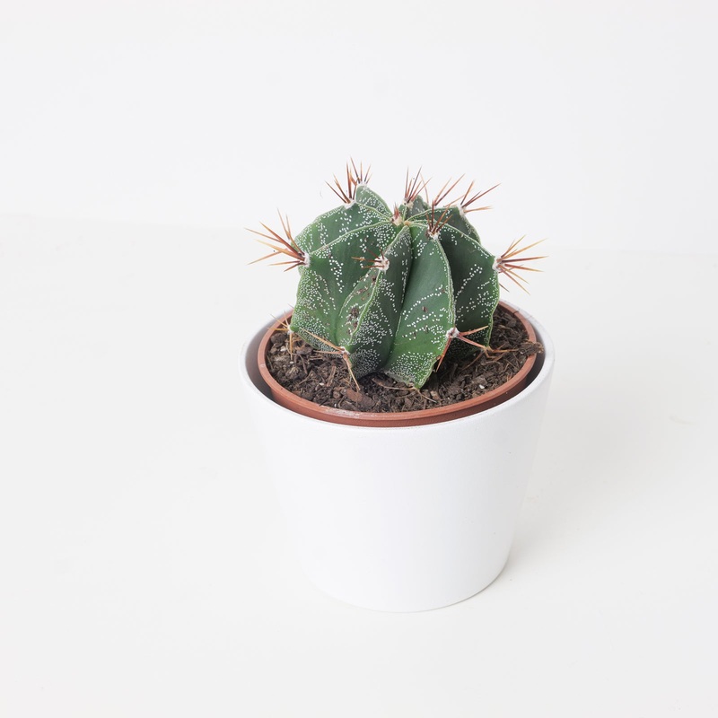 Astrophytum ornatum |  Bishop’s Cap Cactus