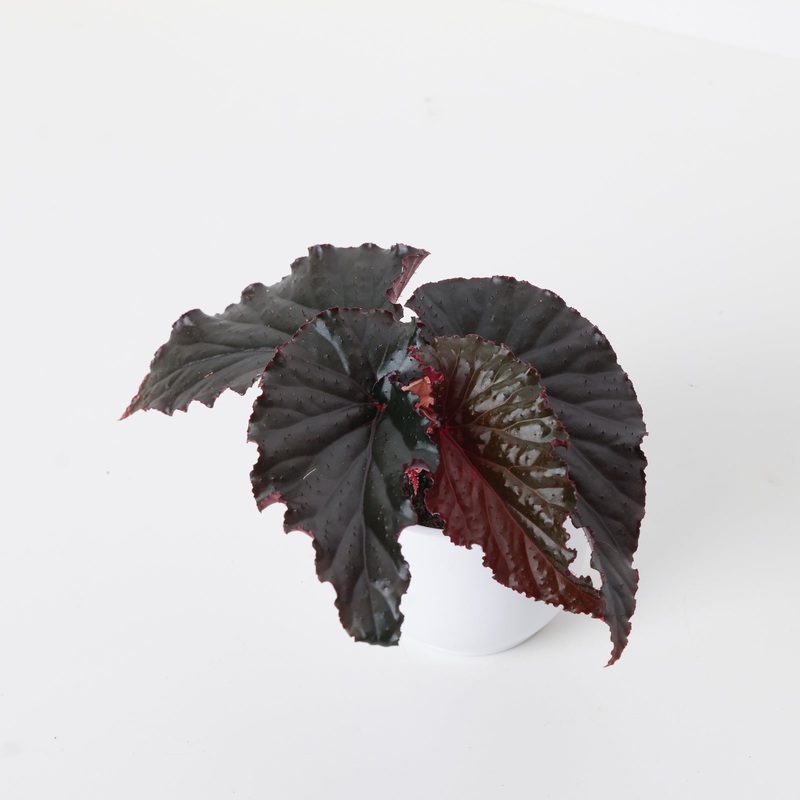 Begonia ‘Arabian Night’|12cm|6cm