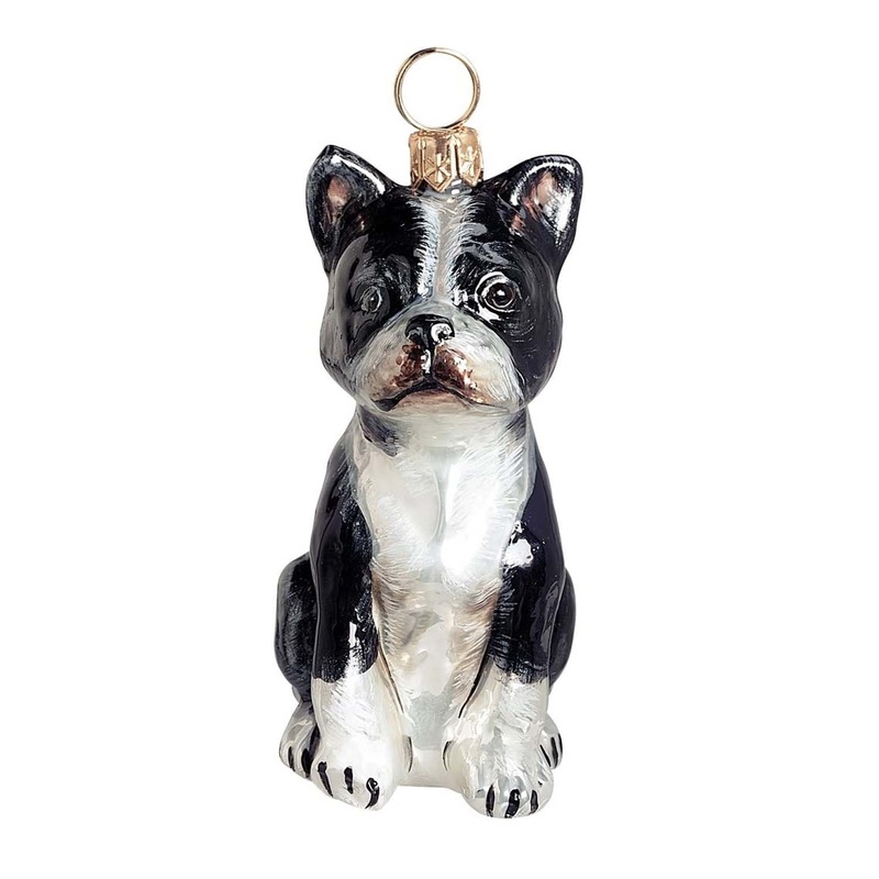 Boston Terrier