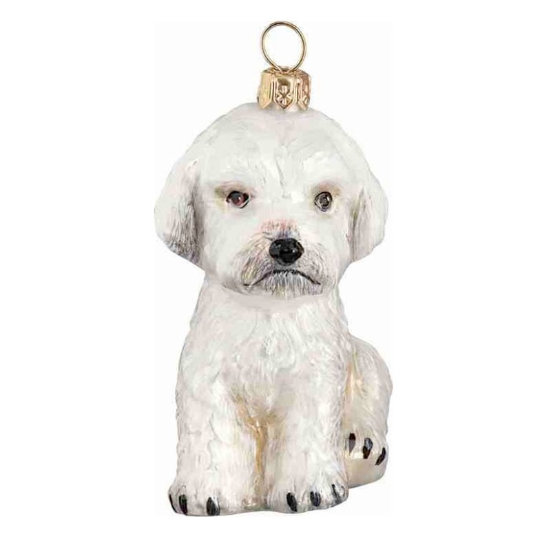 Maltipoo White