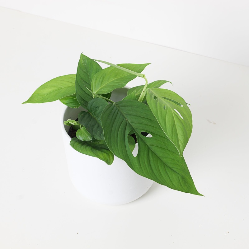 Monstera obliqua ‘Xanthospatha’