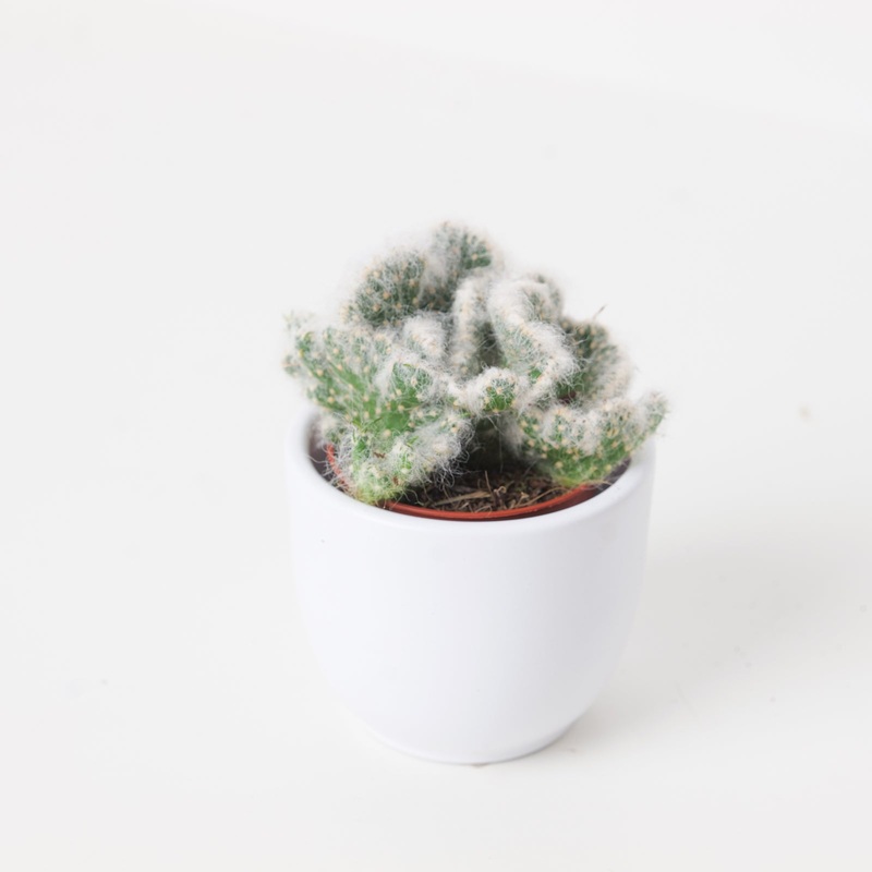 Opuntia vestita cristata|5.5cm
