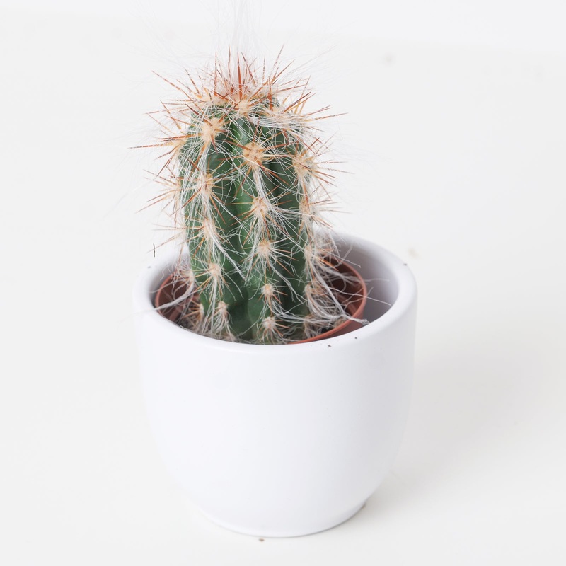 Oreocereus celsianus|6cm|12cm