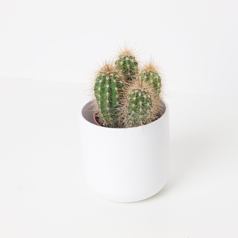 Pachycereus pringlei|12cm|9cm