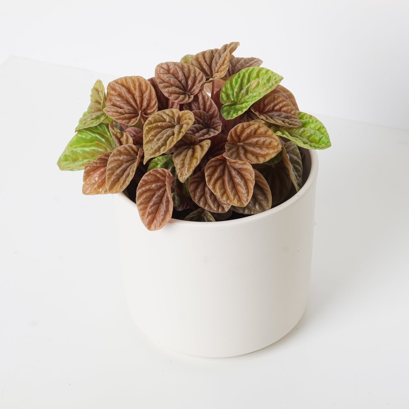 Peperomia caperata ‘Quito Lime’