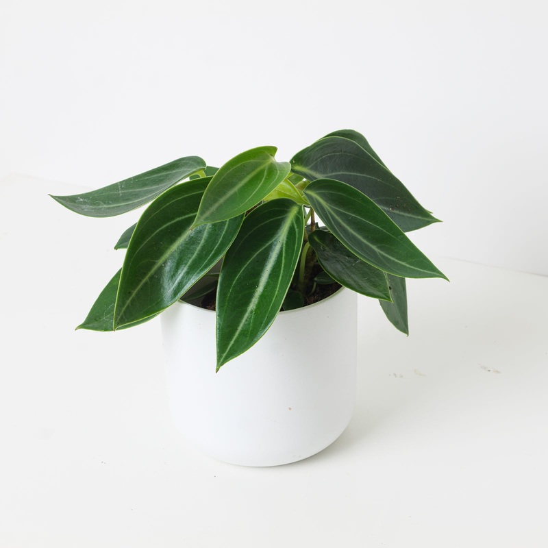 Peperomia maculosa ‘Vanilla’|12cm