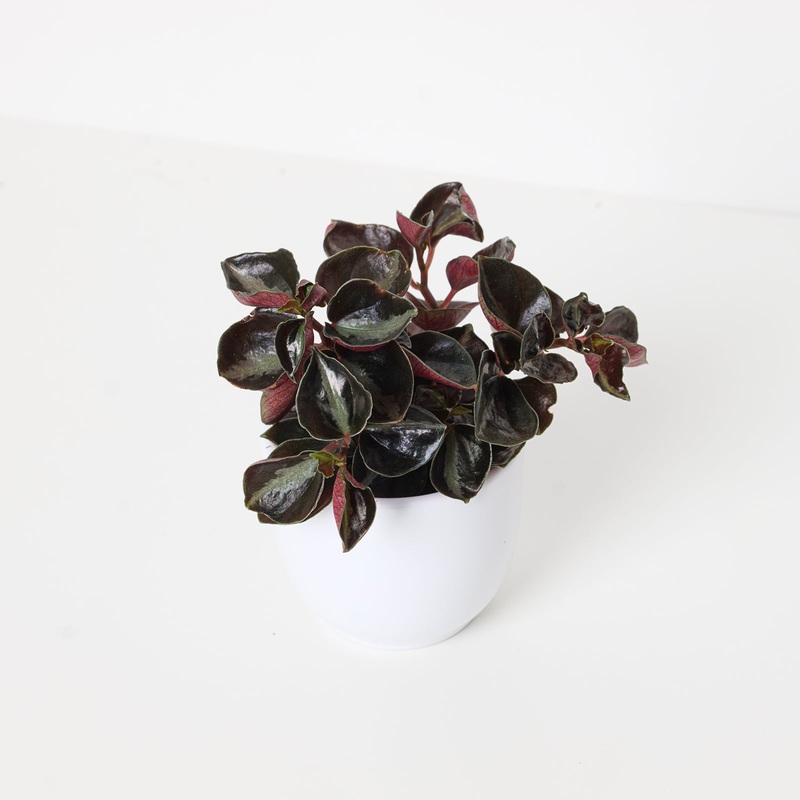 Peperomia metallica Columbiana