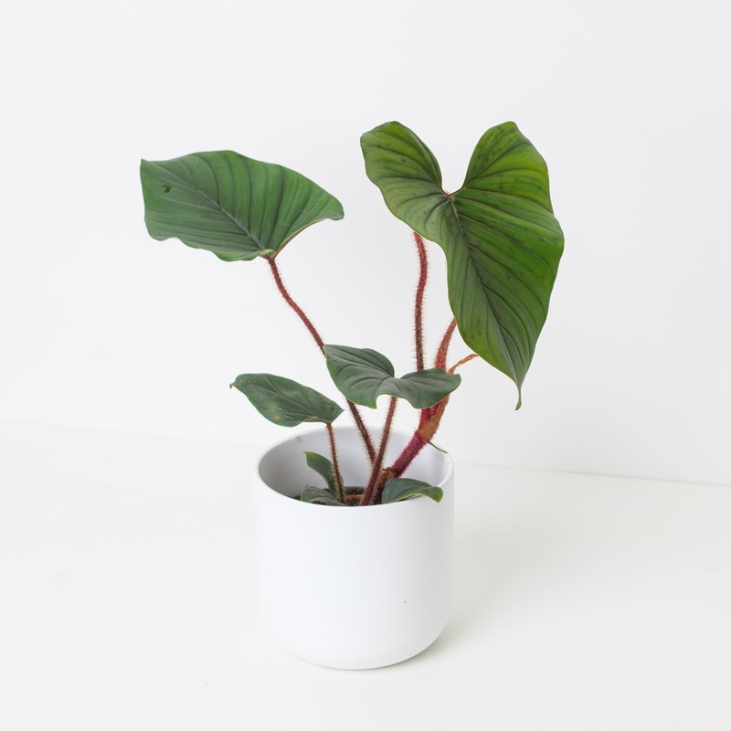 Philodendron squamicaule ‘Blushing’