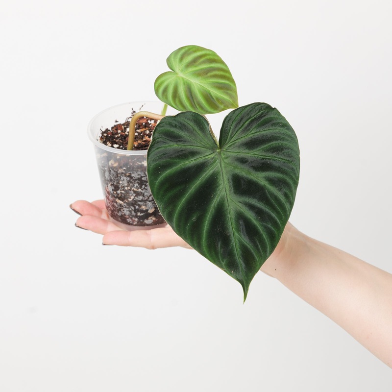 Philodendron Verrucosum ‘Ecuador