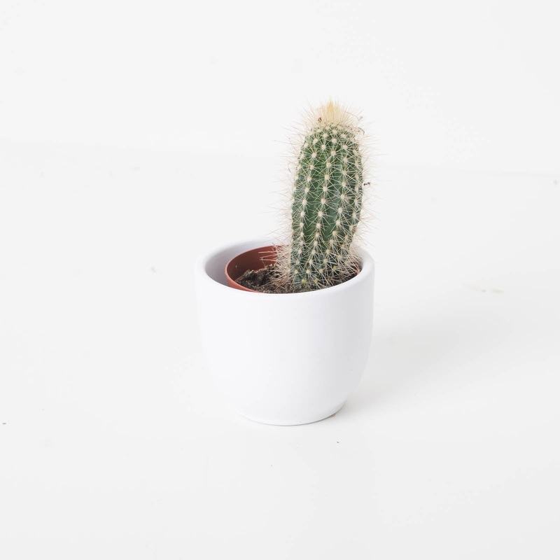 Pilosocereus chrysostele|12cm|8.5cm|7cm|5.5cm