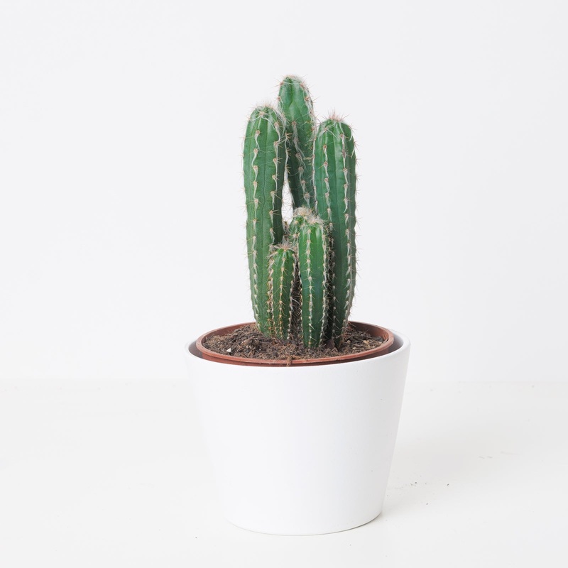 Pilosocereus glaucochrous|5.5cm|12cm