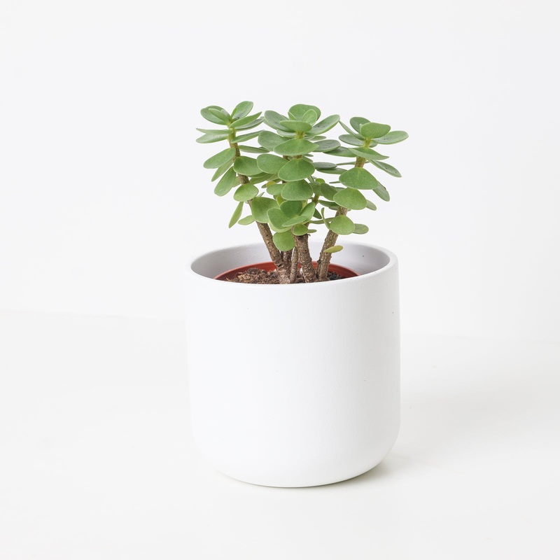 Portulacaria molokiniensis ‘Ihi’