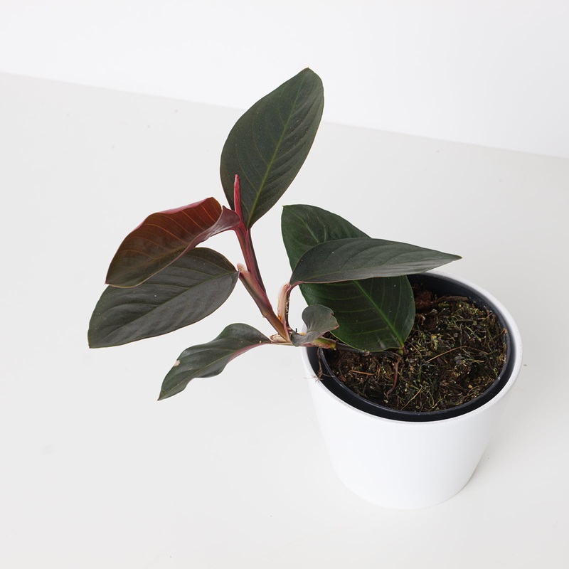 Rhodospatha sp. ‘Black/Red’|6cm|9cm|12cm