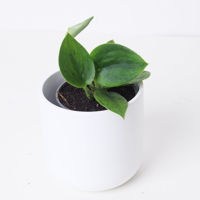 Scindapsus ‘Green Army’|9cm