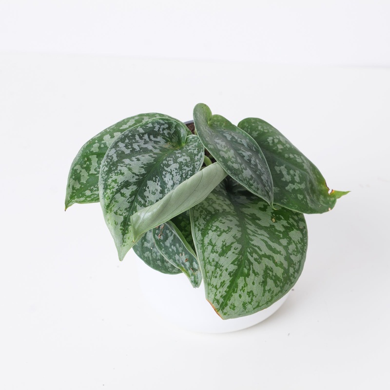 Scindapsus NOID|9cm