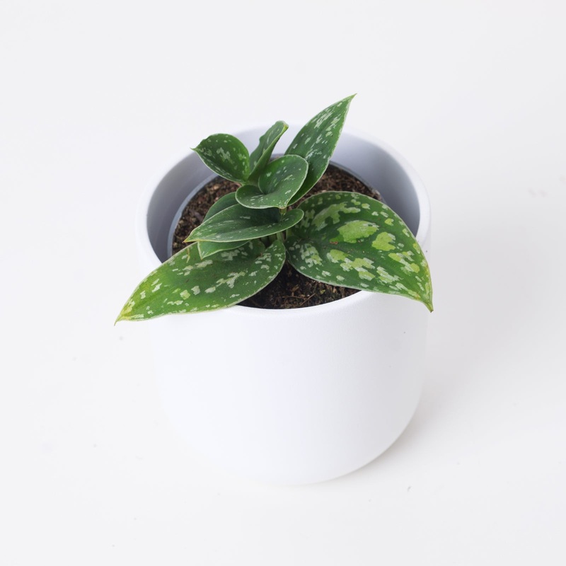Scindapsus ‘Tricolor Dark’|9cm