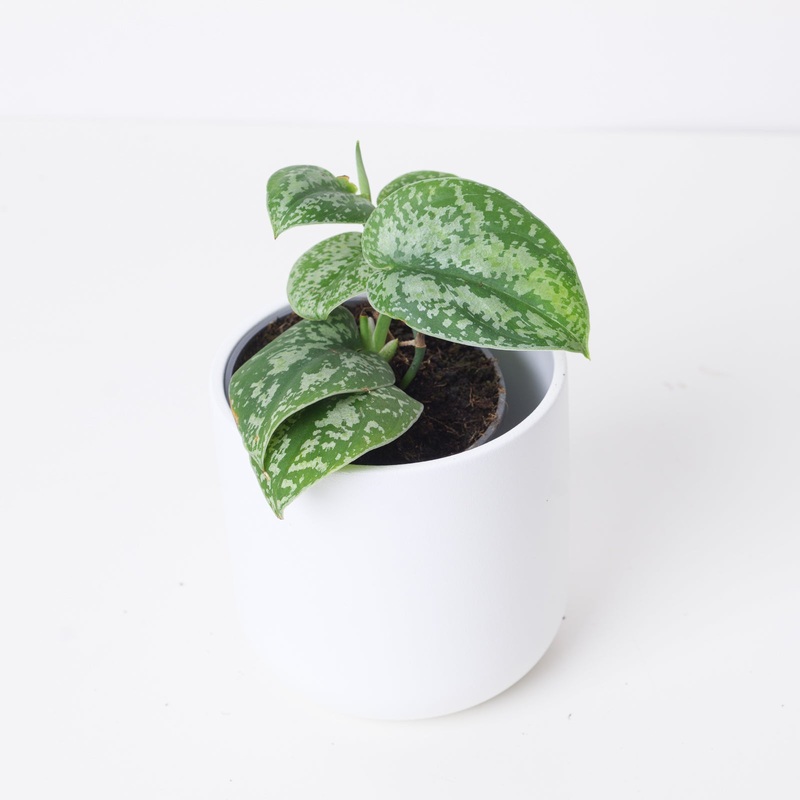 Scindapsus ‘Tricolor Light’|9cm