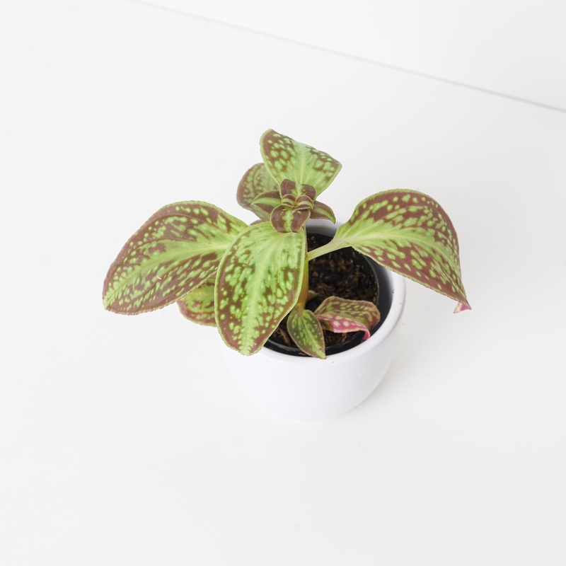 Sonerila dongii ‘Vietnam’|7cm