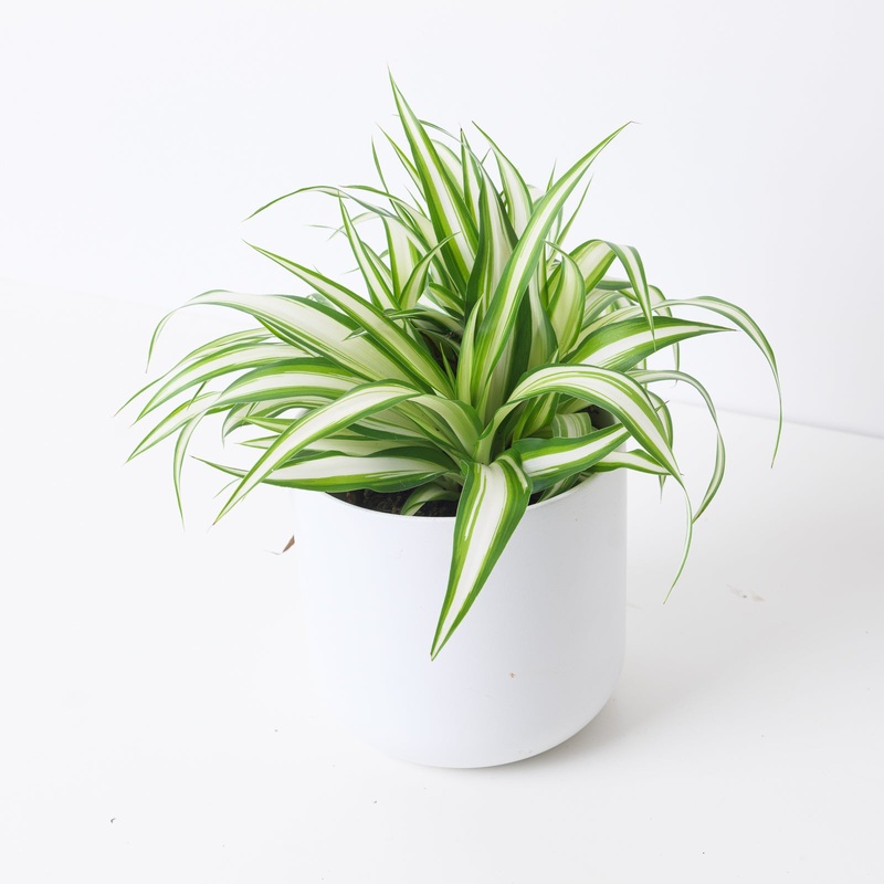 Spider Plant | Chlorophytum comosum ‘Vittatum’