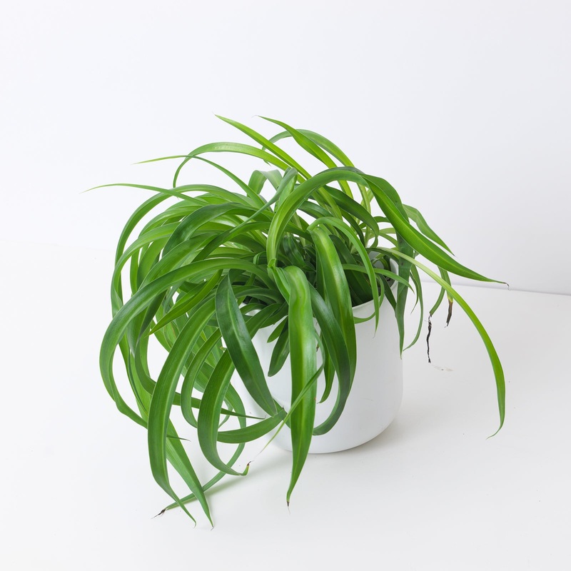 Spider Plant | Chlorophytum ‘Green Bonnie’