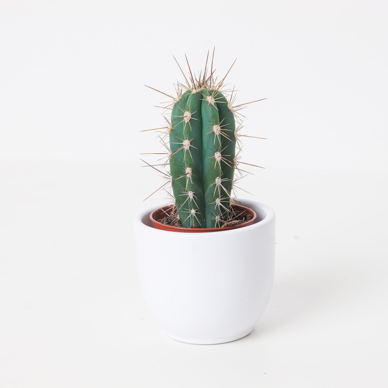 Stetsonia coryne|6cm