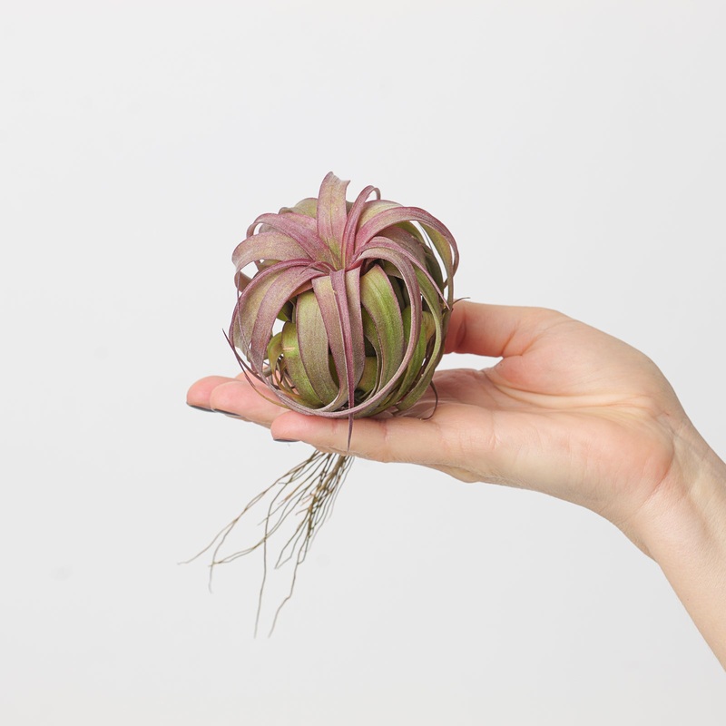Tillandsia ‘Eric Knobloch’ | Tillandsia brachycaulos x Tillandsia streptophylla Air Plant