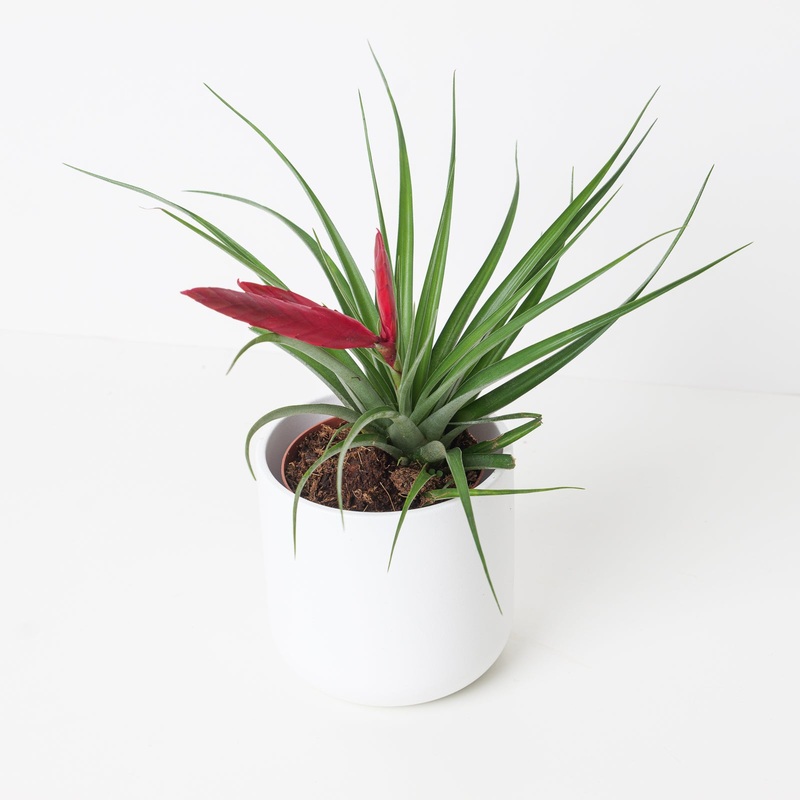 Tillandsia mizuki |  Air Plant