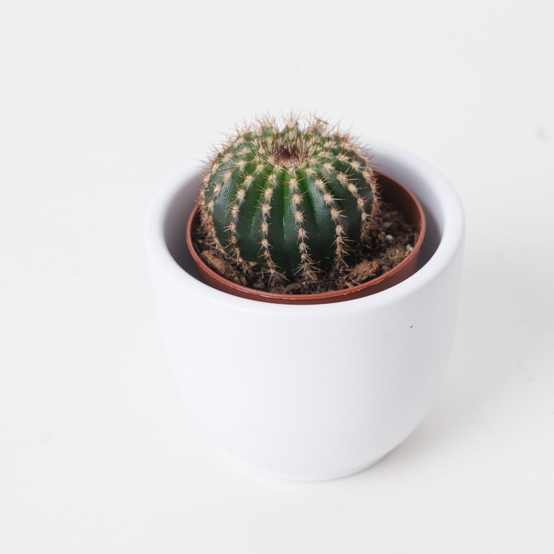 Uebelmannia pectinifera|6cm