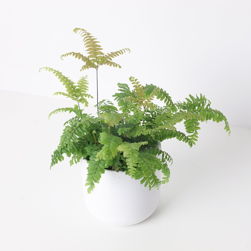 Adiantum tenerum ‘Scutum Roseum’ | Pink Maidenhair Fern