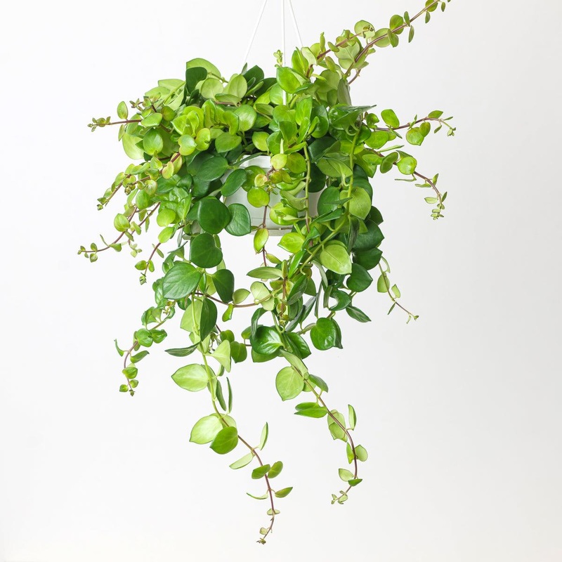 Aeschynanthus Thai Pink|14cm Hanging