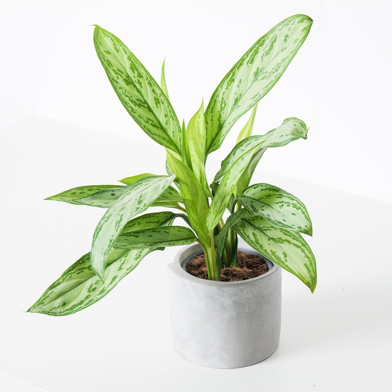 Aglaonema Cutlass|12cm|14cm
