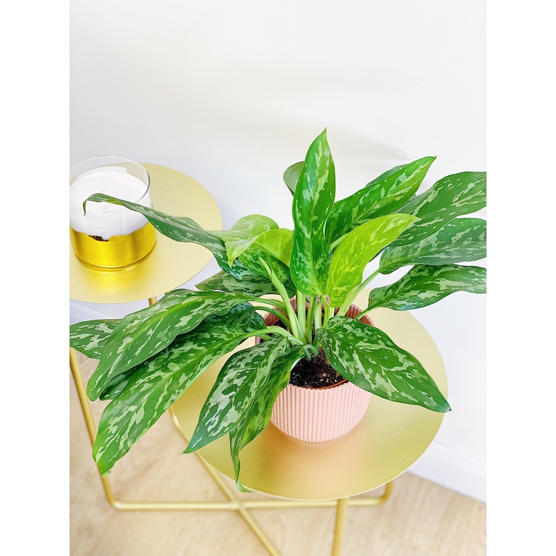 Aglaonema Green Lady | Chinese Evergreen House Plant