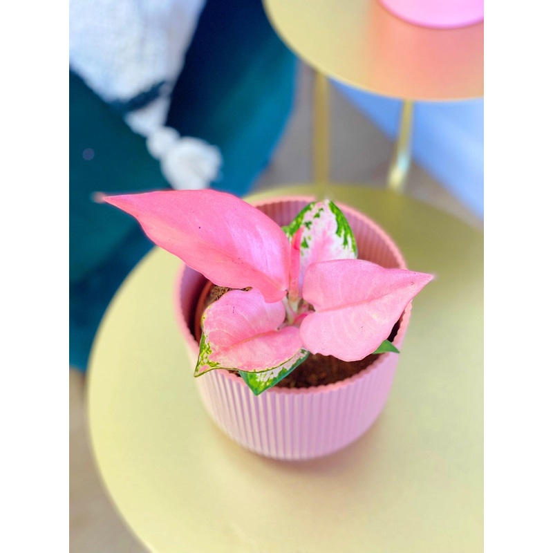 Aglaonema Light Pink | Chinese Evergreen | House Plant