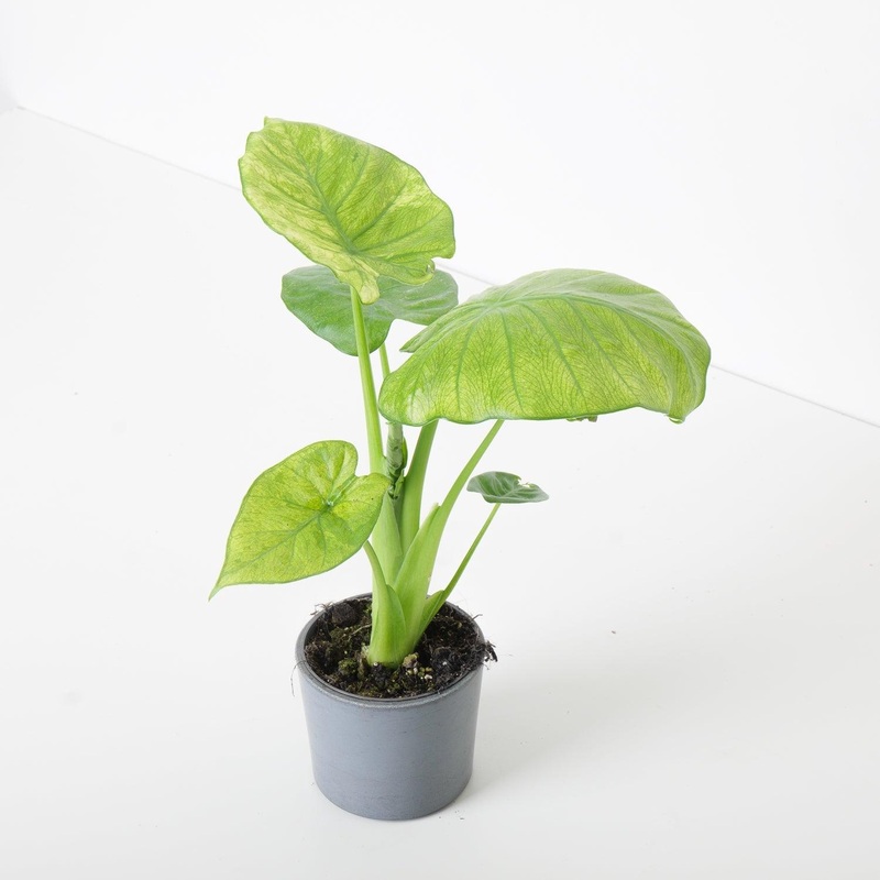 Alocasia Calidora Variegated|11cm