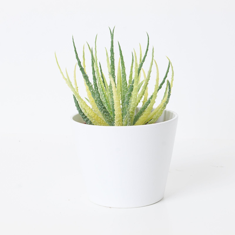 Aloe humilis variegated|10.5cm