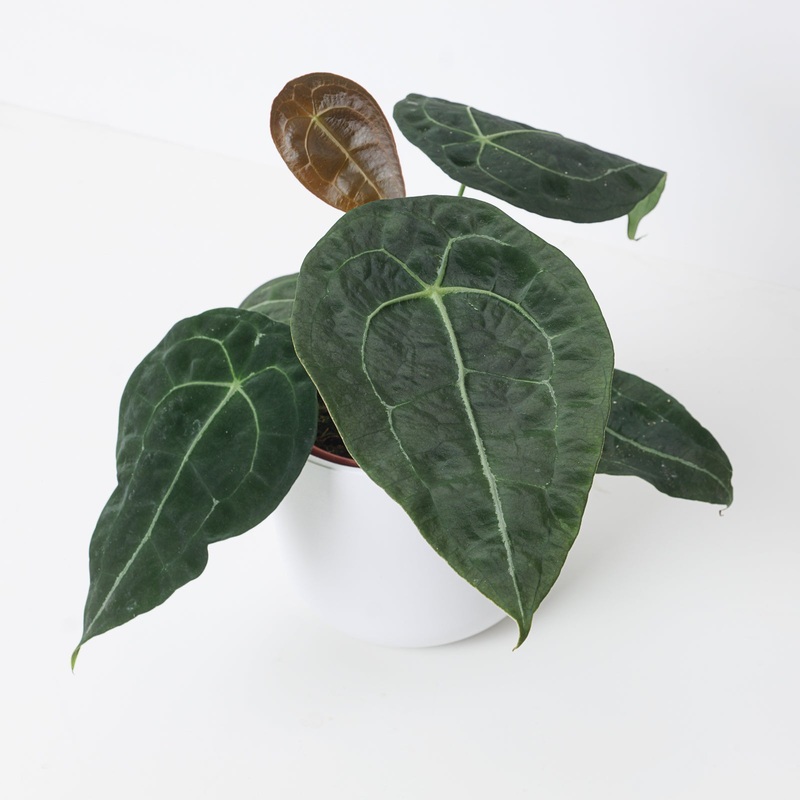 Anthurium forgetii x nigrolaminum gigi