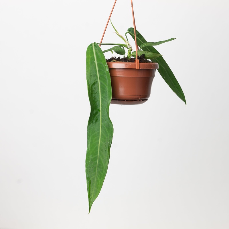 Anthurium pallidiflorum|10.5cm Hanging|12cm|9cm|6cm