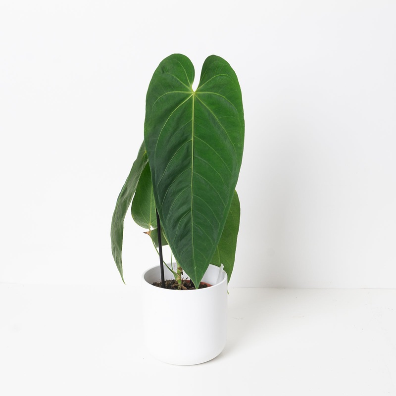 Anthurium queremalense|12cm|12cm Imperfect