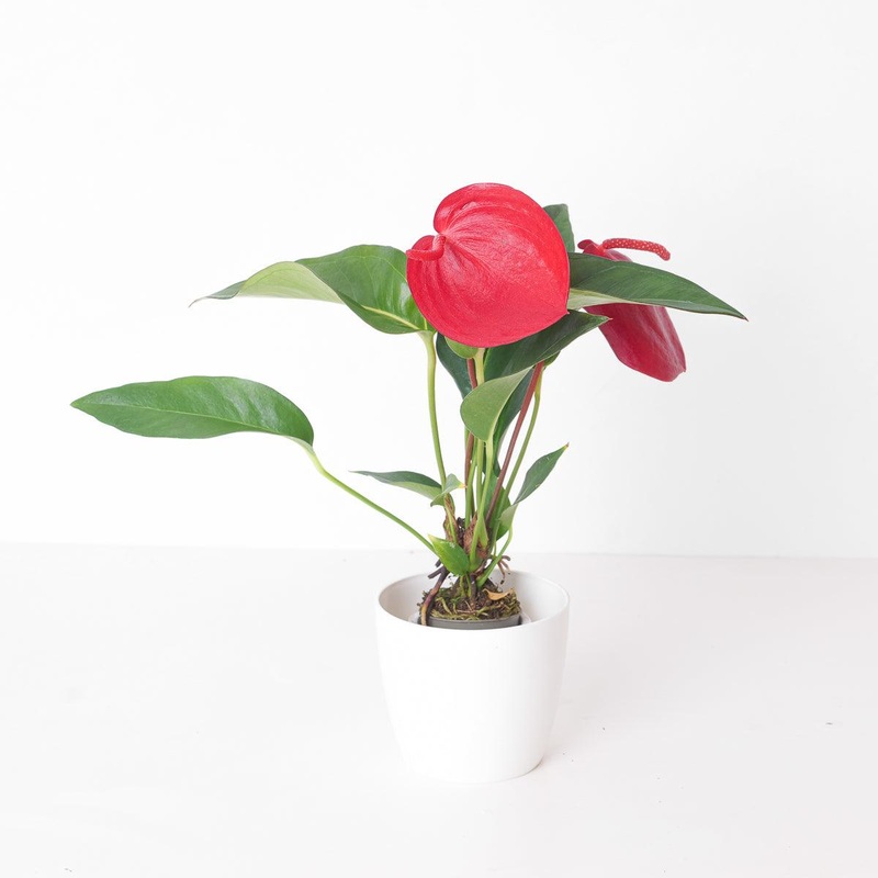 Anthurium scherzerianum ‘Red’|6cm