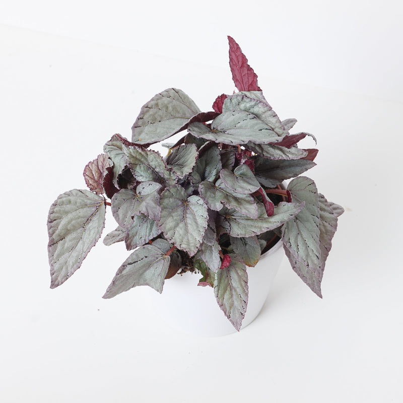 Begonia Arctic Breeze|12cm