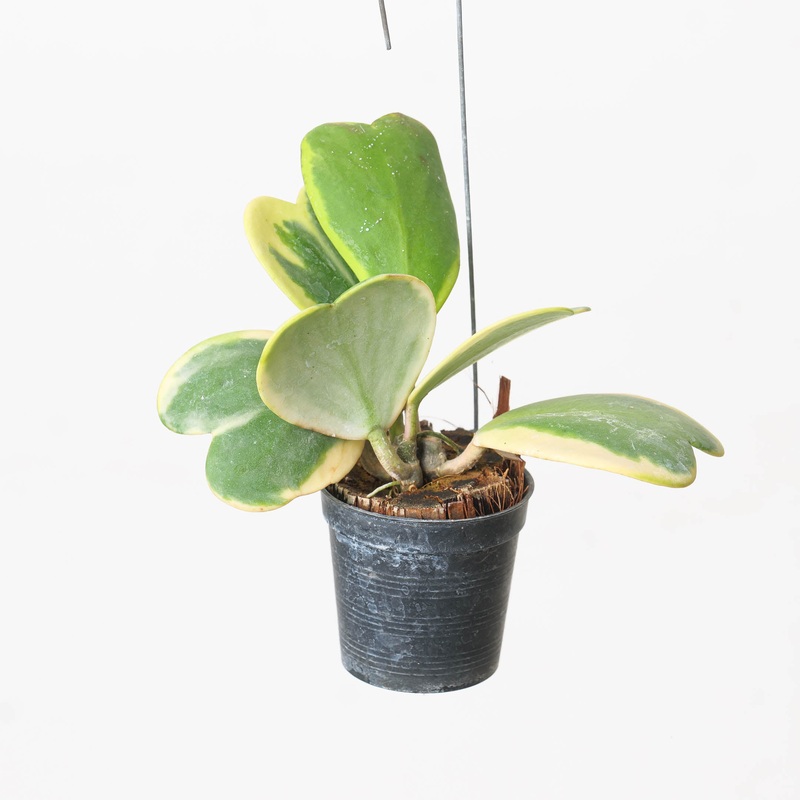 Hoya ‘Kerrii’ Variegated|7cm