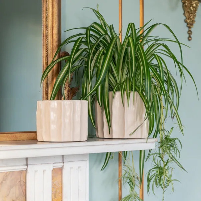 Kew Organic Ripple Bone Planter