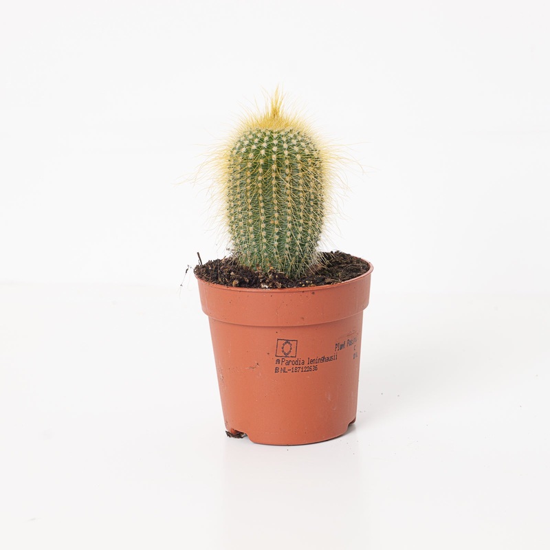Notocactus leninghausii | Golden Ball Cactus