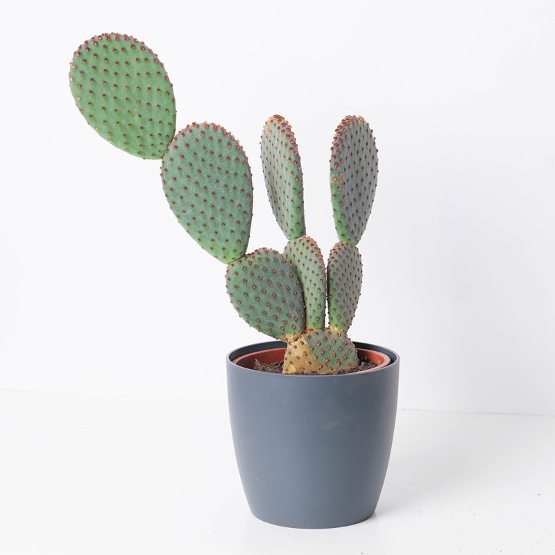 Opuntia Microdasys Rufida | Cinnamon Bunny Ear Cactus