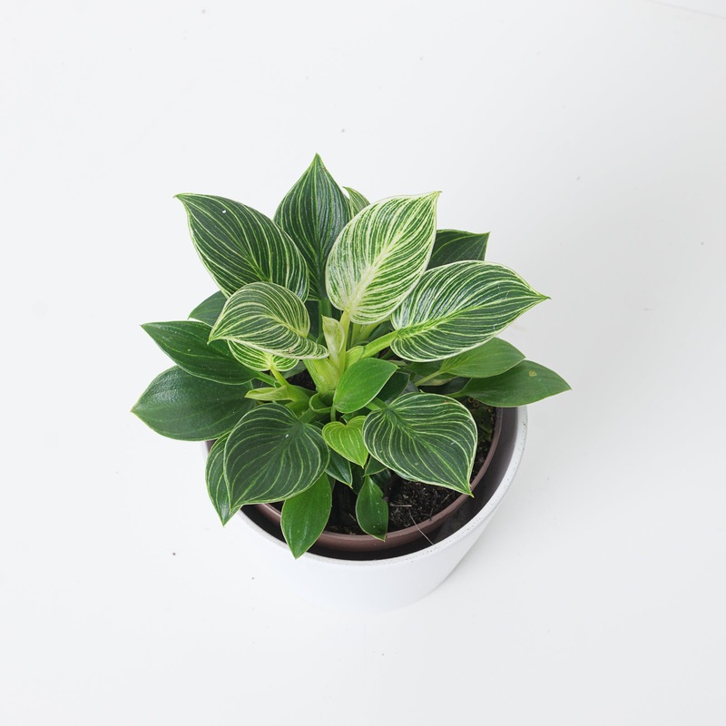 Philodendron Birkin Mini|12cm