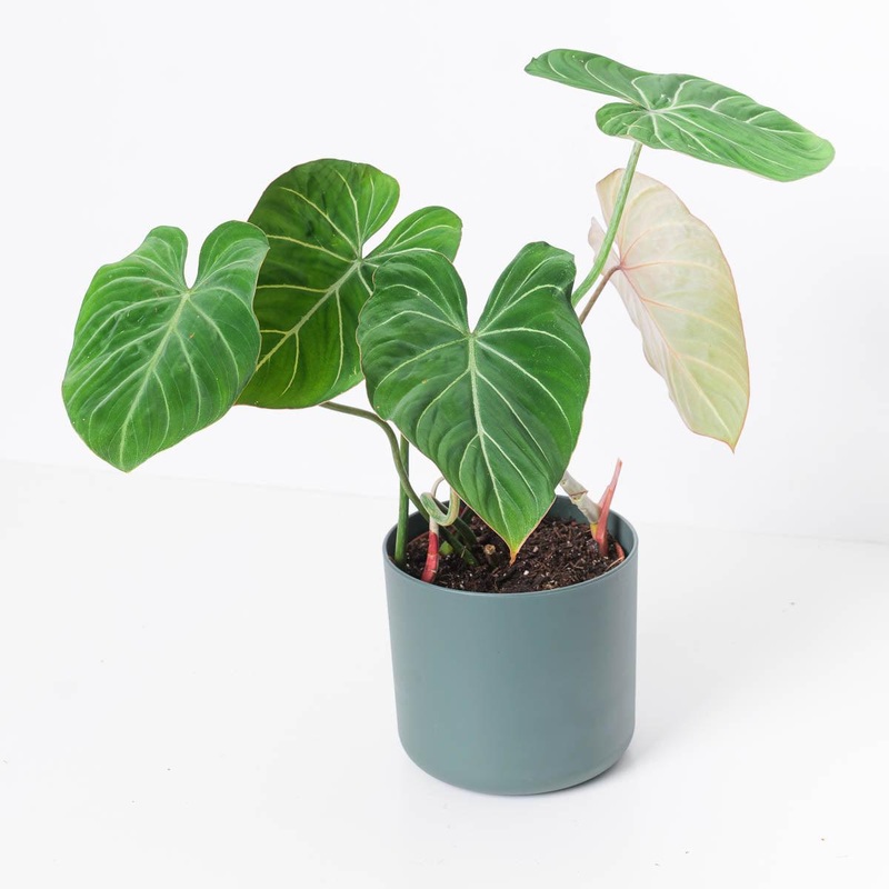 Philodendron Gloriosum ‘Giganteum’